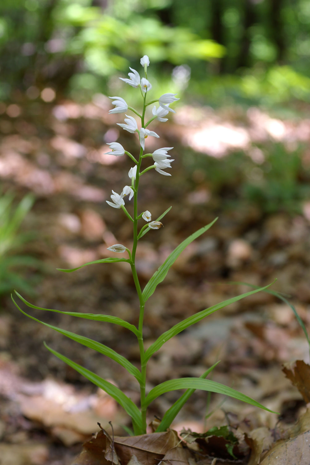 Cephalanthera longifolia