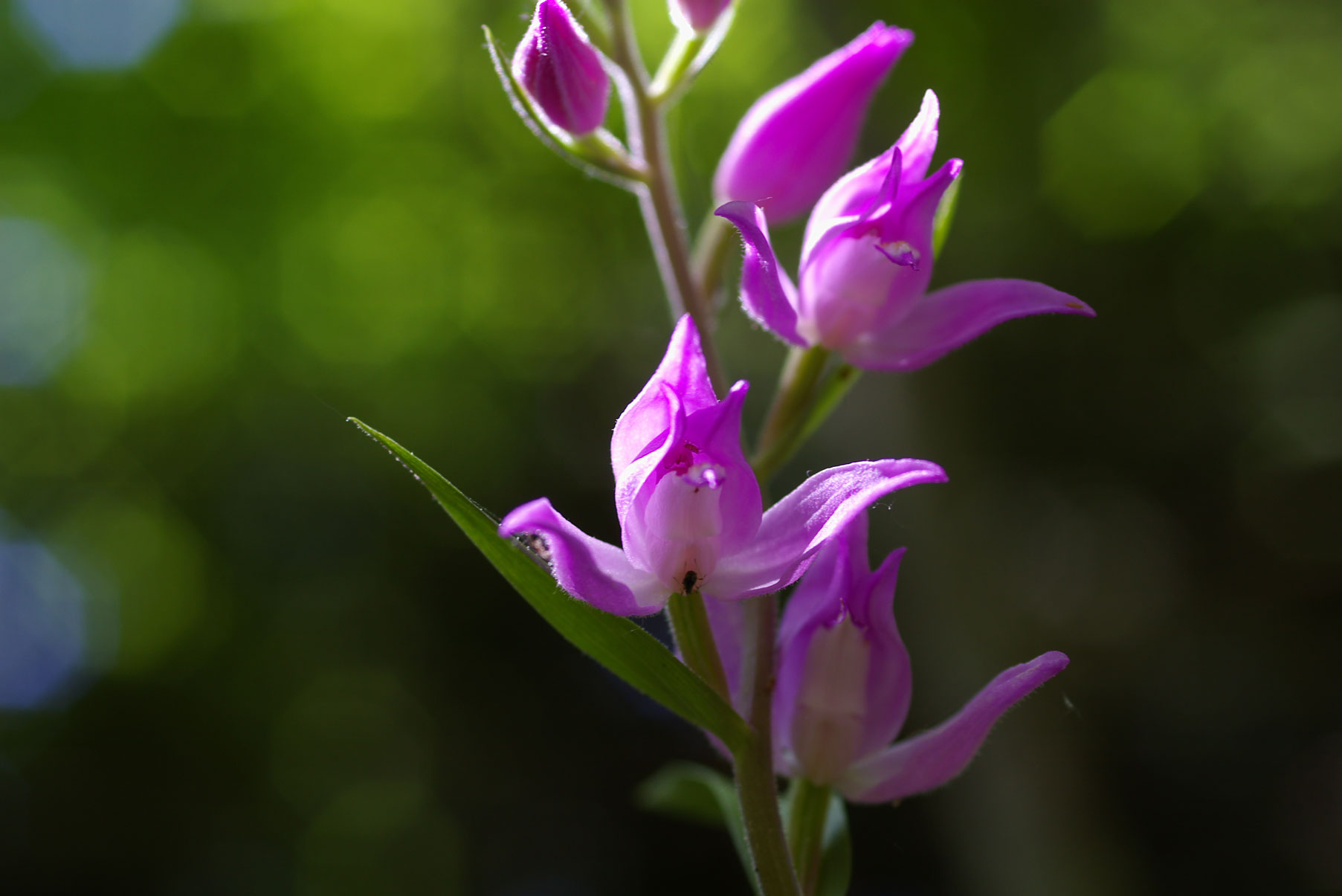 Cephalanthera rubra