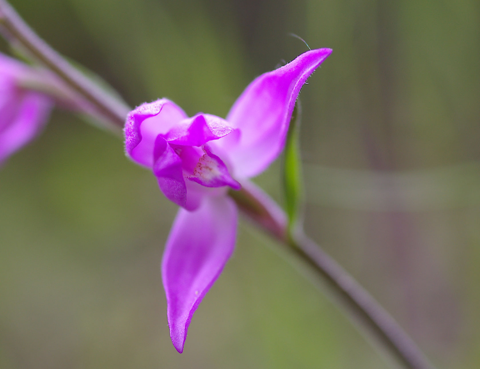 Cephalanthera rubra