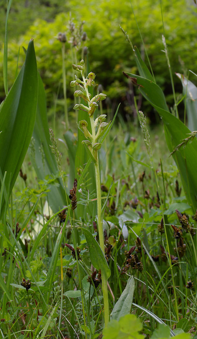 Coeloglossum viride