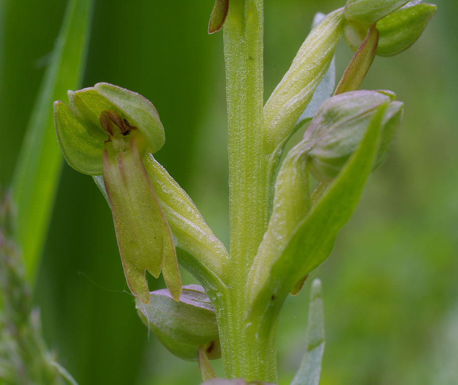 Coeloglossum viride