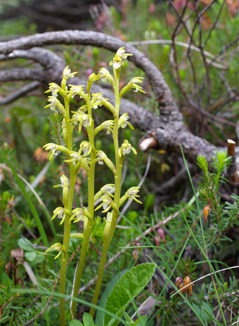 Coralloryza trifida