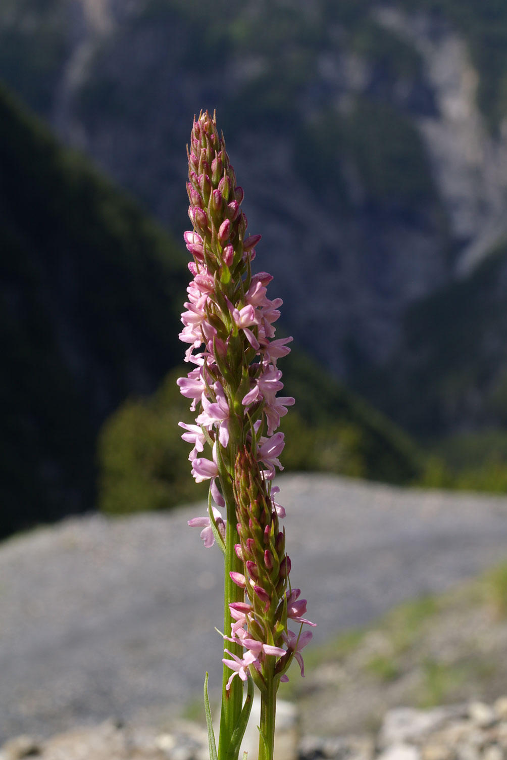 Gymnademia odoratissima