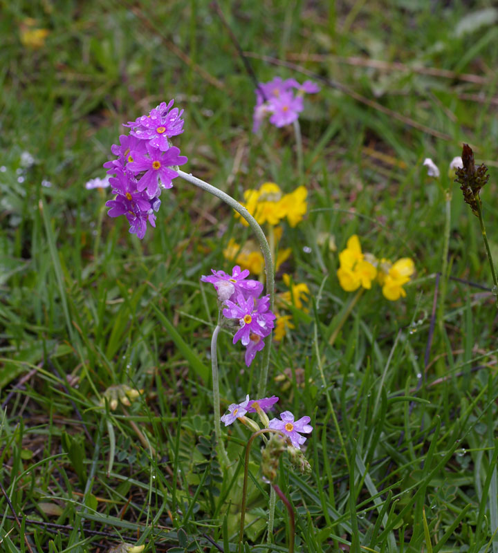 Primula farinosa