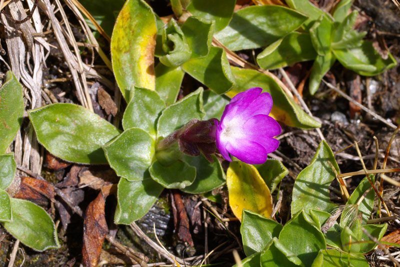 Primula integrifolia