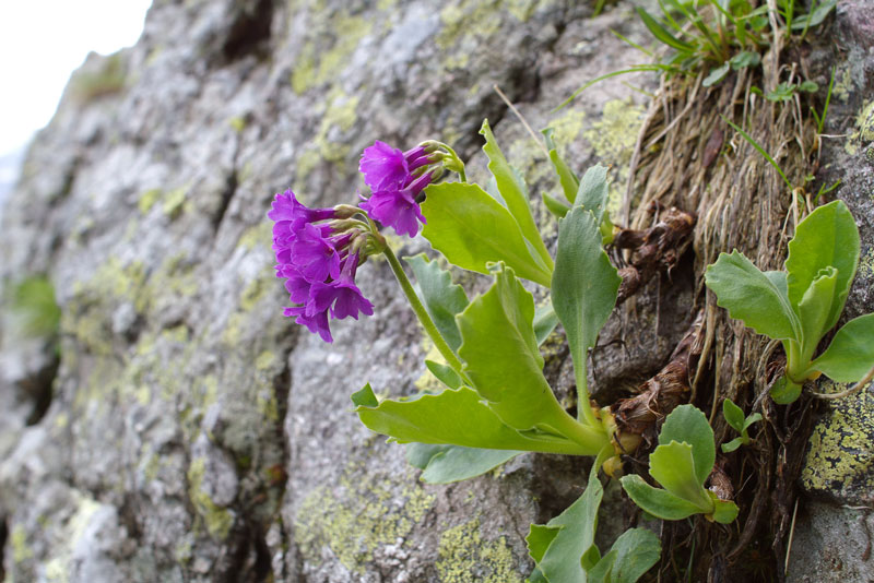 Primula latifolia