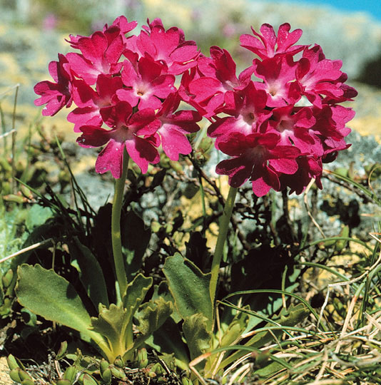 Primula daonensis