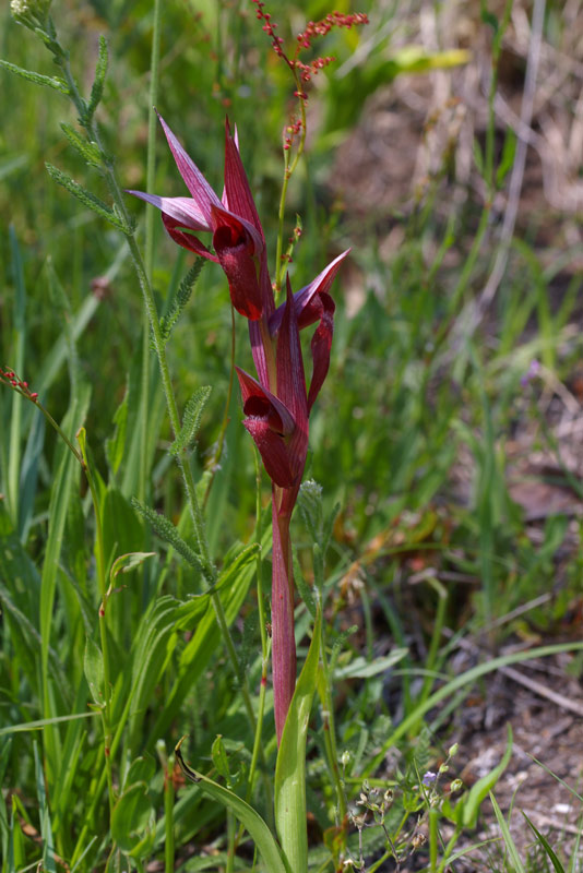 Serapias vomeracea